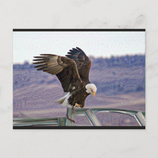 American Bald Eagle Postcard