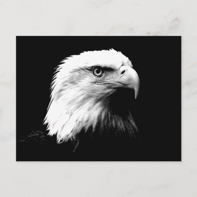 American Bald Eagle Postcard (Front)