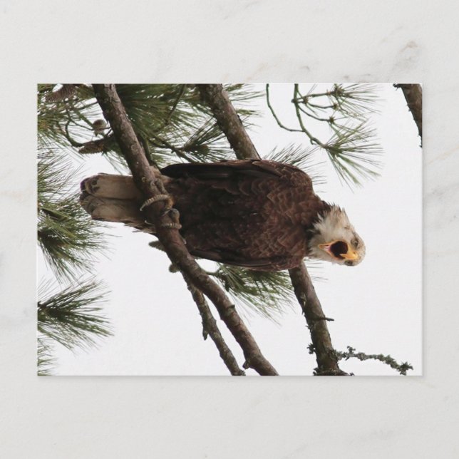 american bald eagle  postcard (Front)