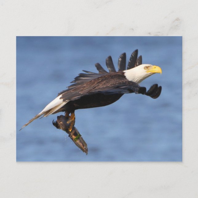 American Bald Eagle Postcard (Front)