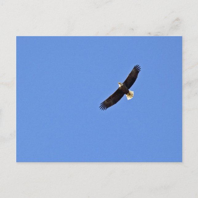 American Bald Eagle Postcard (Front)