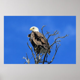 American Bald Eagle Poster