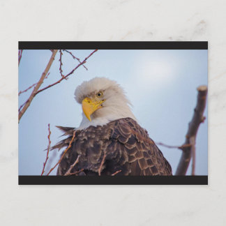 American Bald Eagle VII Postcard