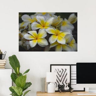 American Beauty, Floral Yellow Plumeria Poster