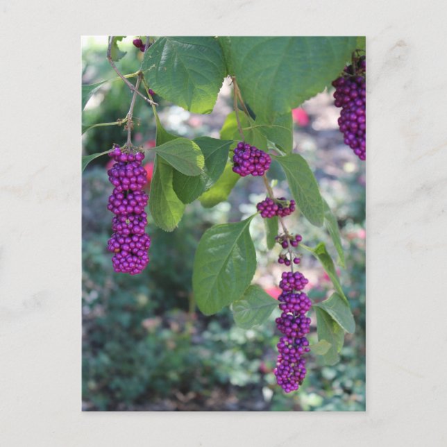 American Beautyberry # 1 Postcard (Front)
