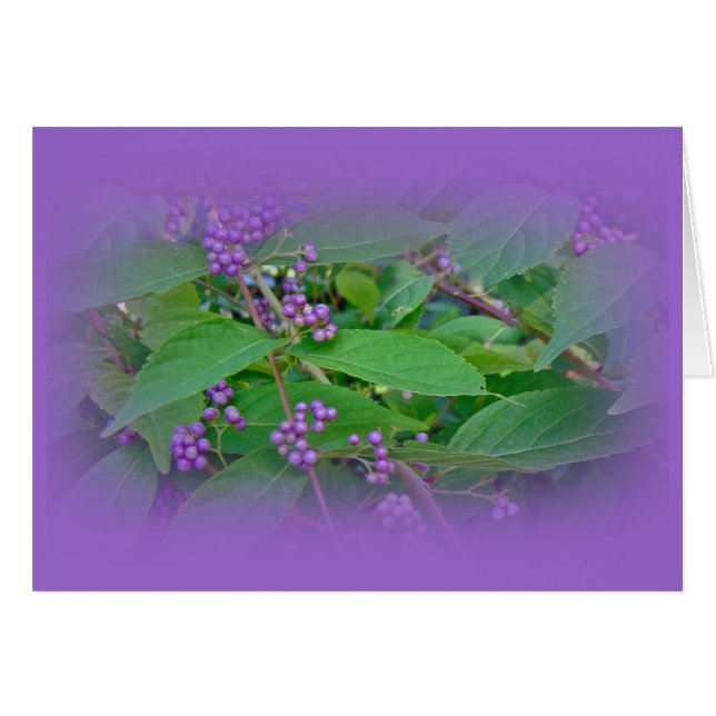 American Beautyberry (Callicarpa americana) (Front Horizontal)