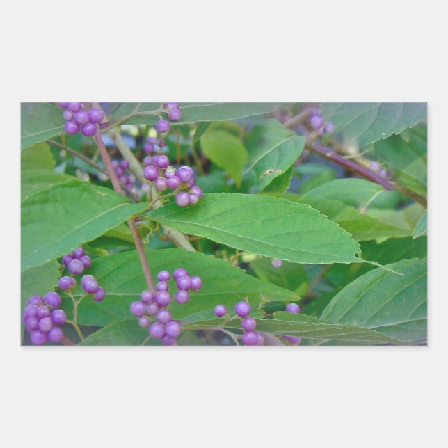 American Beautyberry (Callicarpa americana) Sticker (Front)