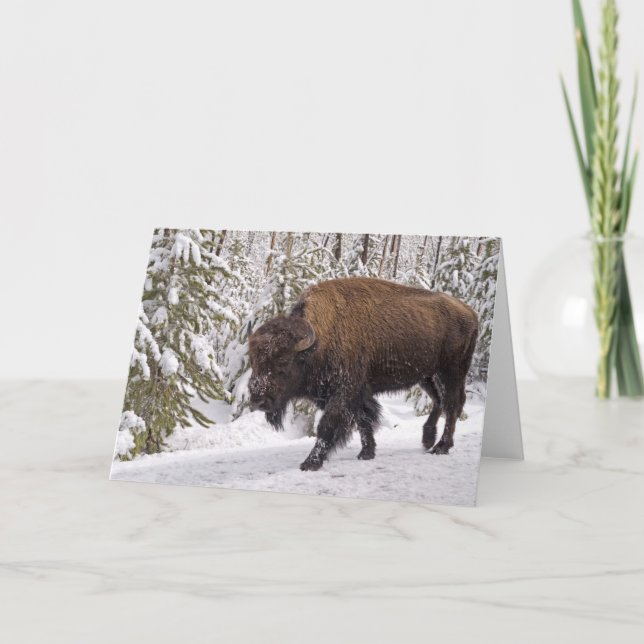 American Bison (Bison bison) Card (Front)