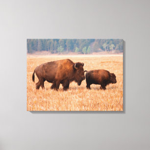 American Bison (Bison Bison) Cow And Calf Canvas Print