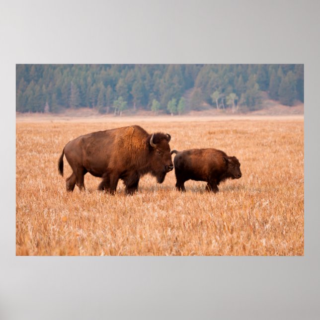 American Bison (Bison Bison) Cow And Calf Poster (Front)