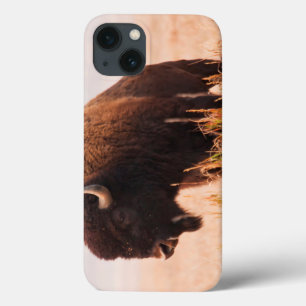 American Bison (Bison Bison) Herd In Teton 2 iPhone 13 Case