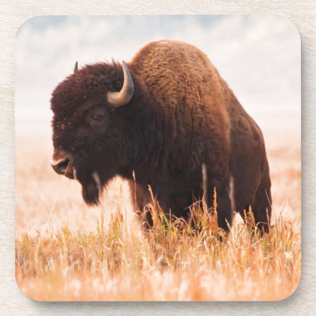 American Bison (Bison Bison) Herd In Teton 2 Coaster (Front)