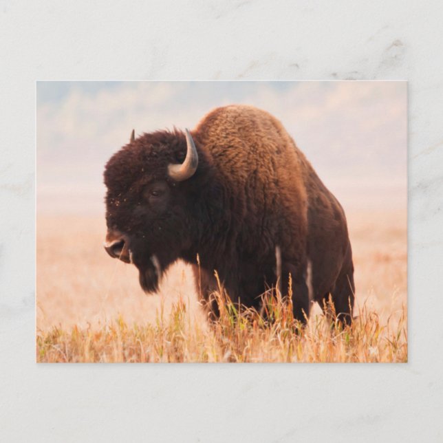 American Bison (Bison Bison) Herd In Teton 2 Postcard (Front)