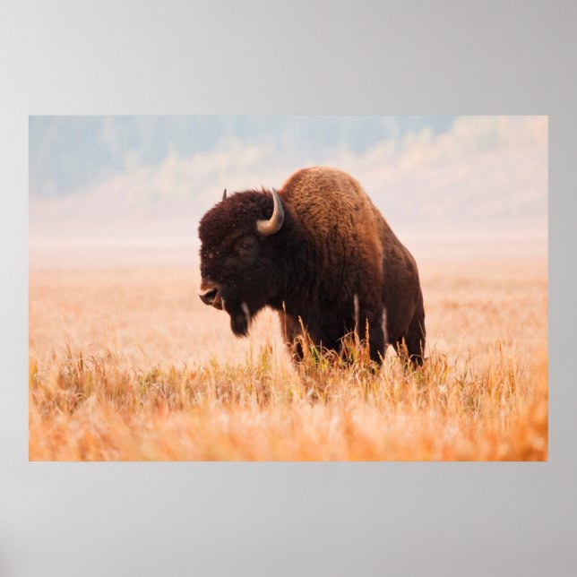 American Bison (Bison Bison) Herd In Teton 2 Poster (Front)
