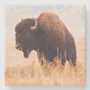 American Bison (Bison Bison) Herd In Teton 2 Stone Coaster