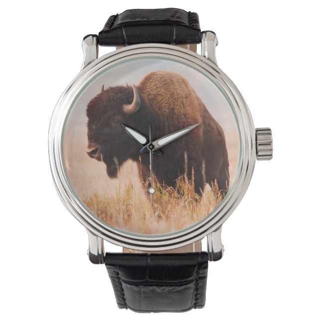 American Bison (Bison Bison) Herd In Teton 2 Watch (Front)