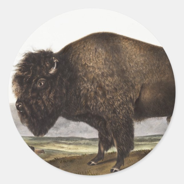 American Bison (Bos Americanus) Illustration Classic Round Sticker (Front)