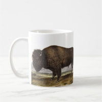 American Bison (Bos Americanus) Illustration