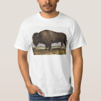 American Bison (Bos Americanus) Illustration