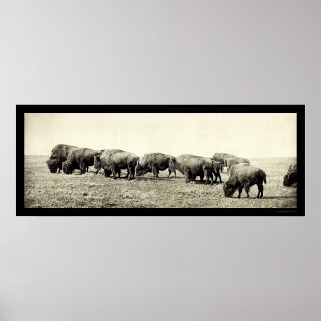 American Bison Buffalo Photo 1906 Poster (Front)