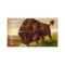 American Bison