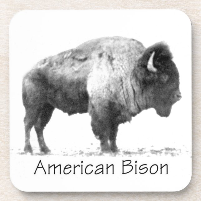 American Bison Coaster (Front)