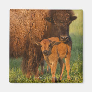 American Bison cow and calf, North Dakota Magnet
