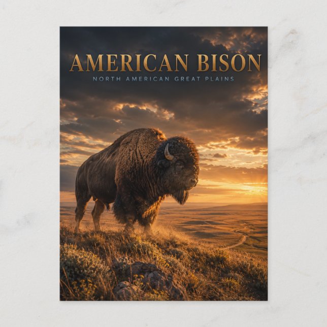 American Bison Great Plains ANIMALS Postcard (Front)
