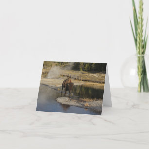 American Bison in Wyoming Blank Inside Card