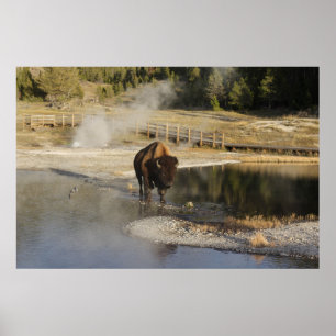American Bison In Wyoming Poster