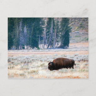 American Bison in Yellowstone National Park Postcard