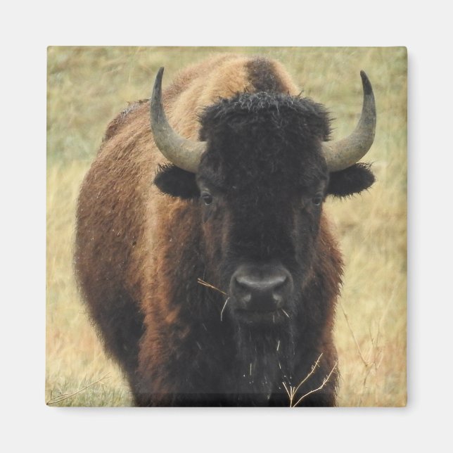 American Bison Magnet (Front)