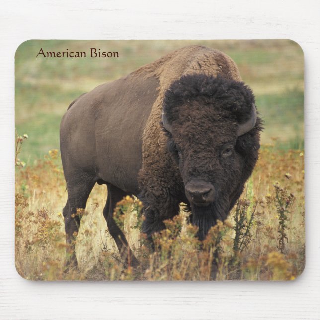 American Bison on the Range Mouse Pad (Front)