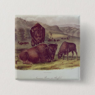 American Bison or Buffalo 2 Inch Square Button