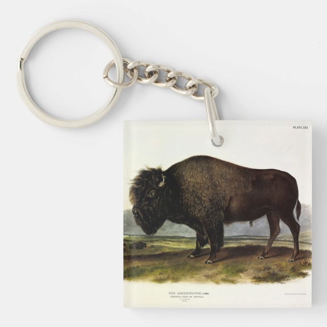 American Bison, or Buffalo (Bison bison) - Audubon Keychain (Front)
