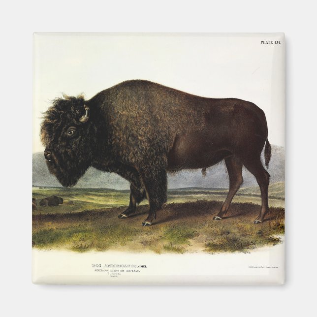 American Bison, or Buffalo (Bison bison) - Audubon Magnet (Front)