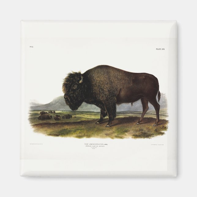 American Bison, or Buffalo (Bison bison) - Audubon Magnet (Front)