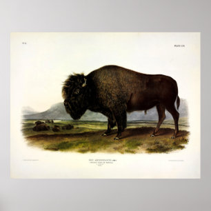 American Bison, or Buffalo (Bison bison) - Audubon Poster