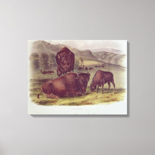 American Bison or Buffalo Canvas Print