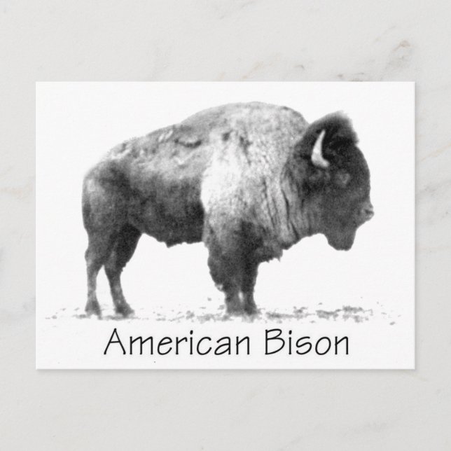 American Bison Postcard (Front)