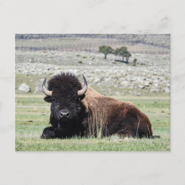American Bison Postcard (Front)