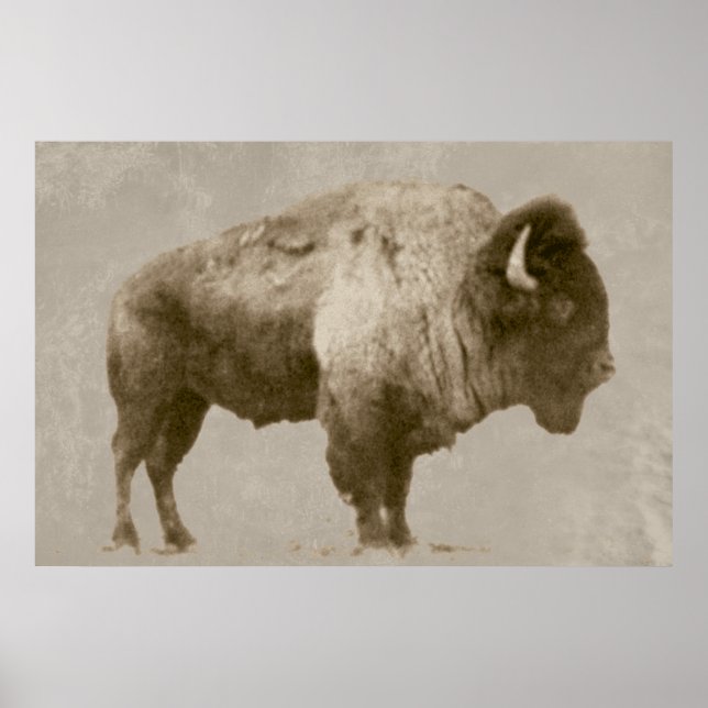 American Bison Poster (Front)