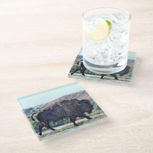 American Bison Roaming in Grassland Setting Glass Coaster