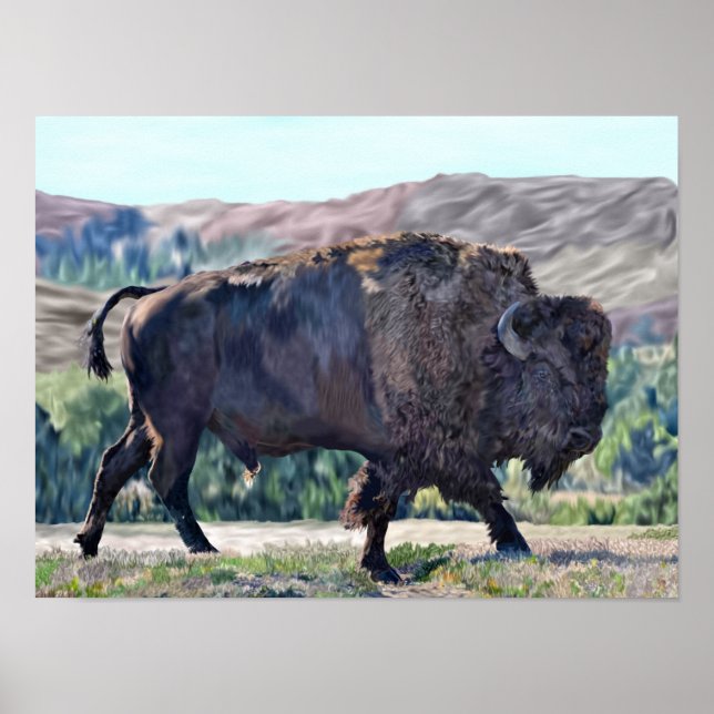 American Bison Roaming in Grassland Setting Poster (Front)