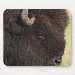 American Bison, South Dakota Mouse Pad