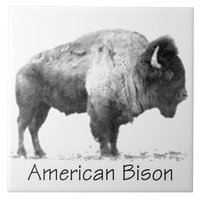 American Bison Tile (Front)