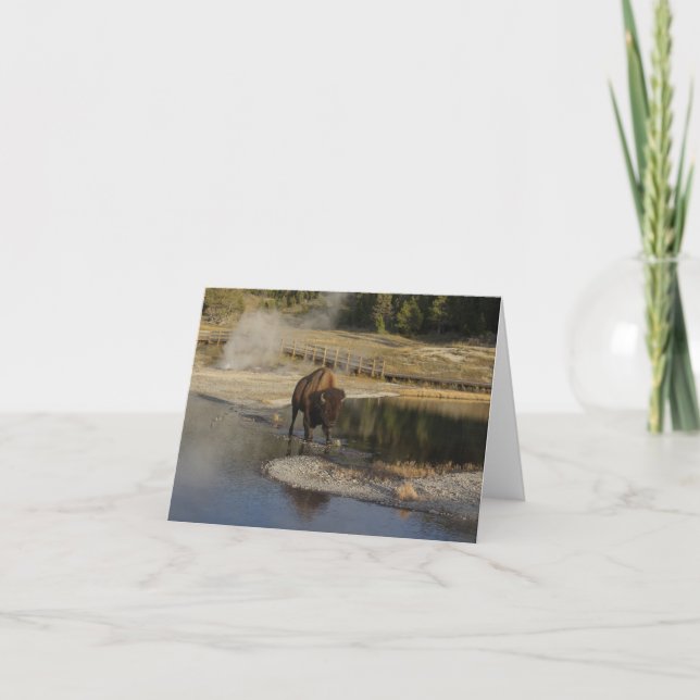 American Bison Yellowstone Wildlife Photography Card (Front)