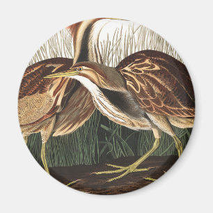 American Bittern by John James Audubon Magnet