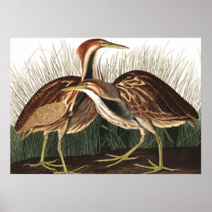 American Bittern by John James Audubon Poster