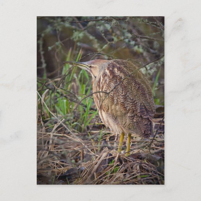 American Bittern Postcard (Front)